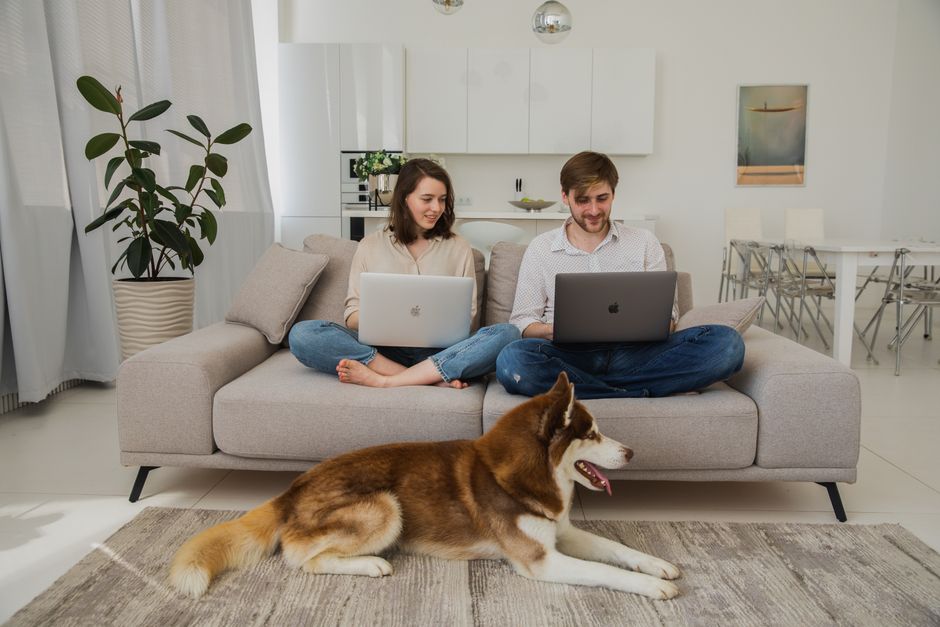 How to Stop Your Husky from Digging Carpet