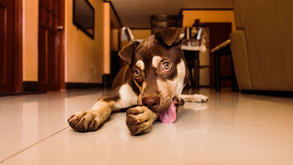 Common Reasons for Paw Licking in Huskies