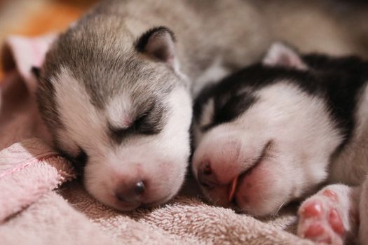 Husky Puppy Feeding Guide: Tips & Schedule for Healthy Growth