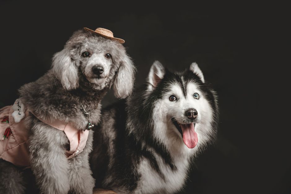 Essential Grooming Tools for Your Husky Puppy
