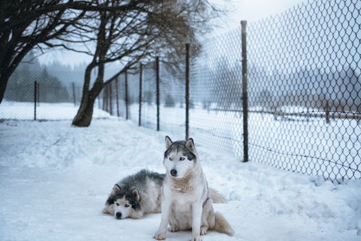 Why Do Huskies Climb Fences? Expert Tips to Stop It
