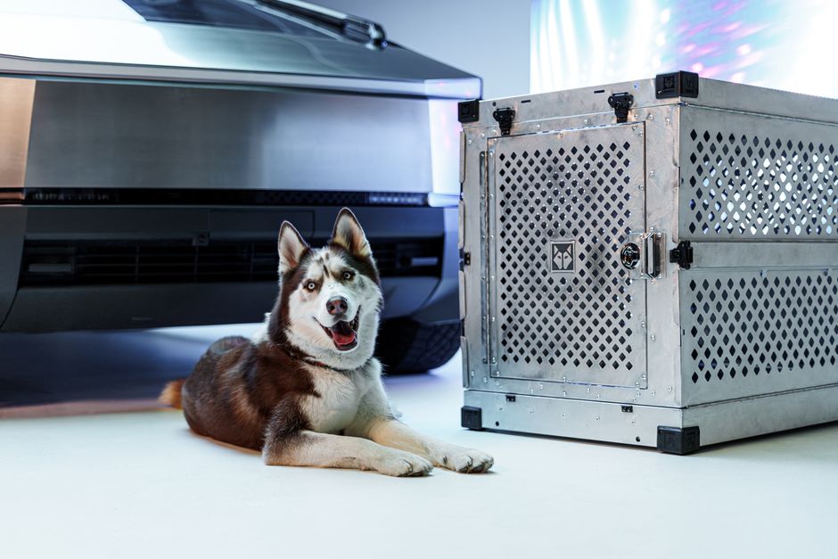 Common Reasons Huskies Develop Crate Aversion
