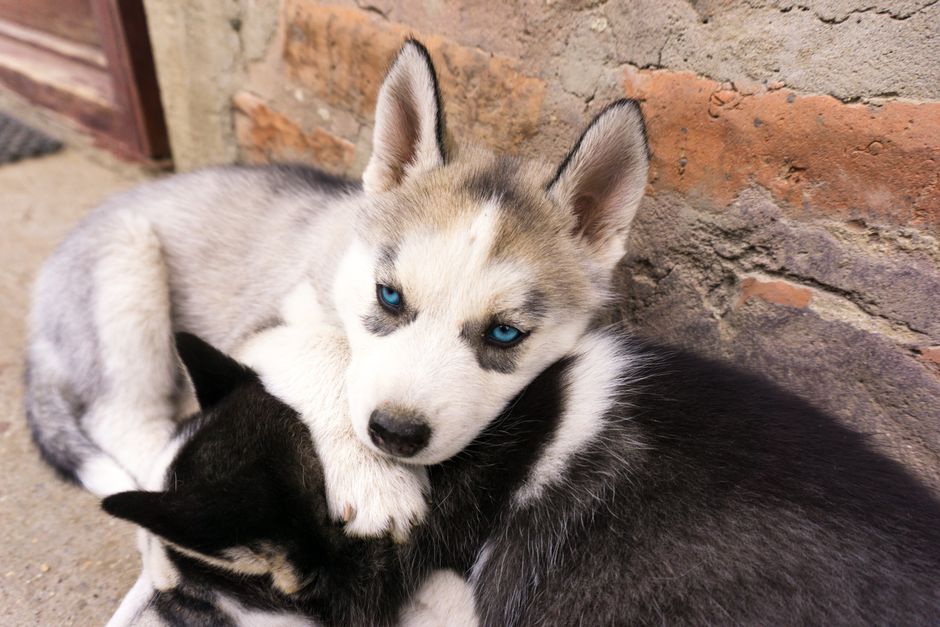 The 'Puppy Coat' vs. Adult Coat