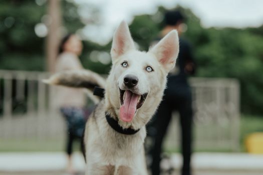 How to Train a Husky Off Leash: Step-by-Step Guide