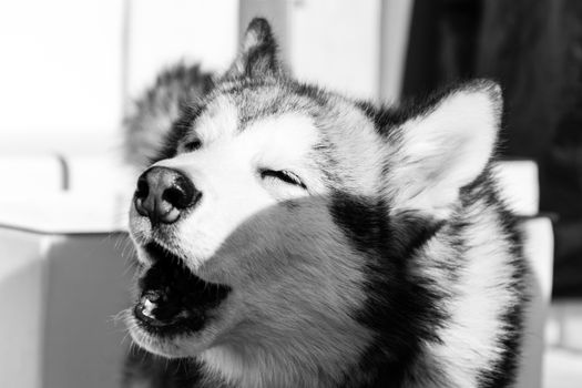 Why Do Huskies Howl at Sirens? Expert Guide & Tips