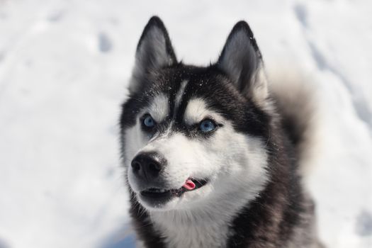 Husky Aggression Issues: Causes, Signs, and Solutions