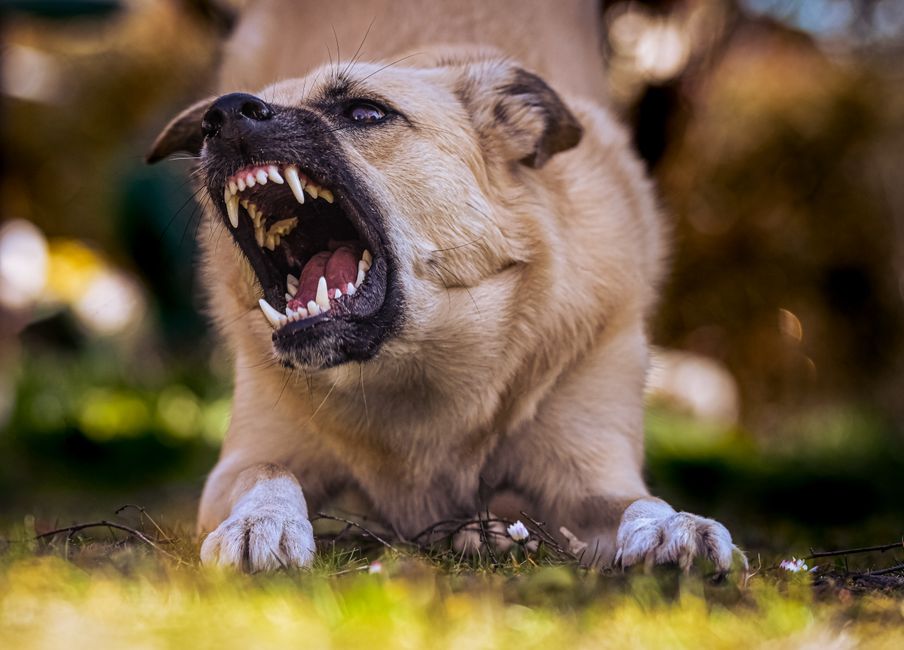 Common Causes of Aggression in Siberian Huskies
