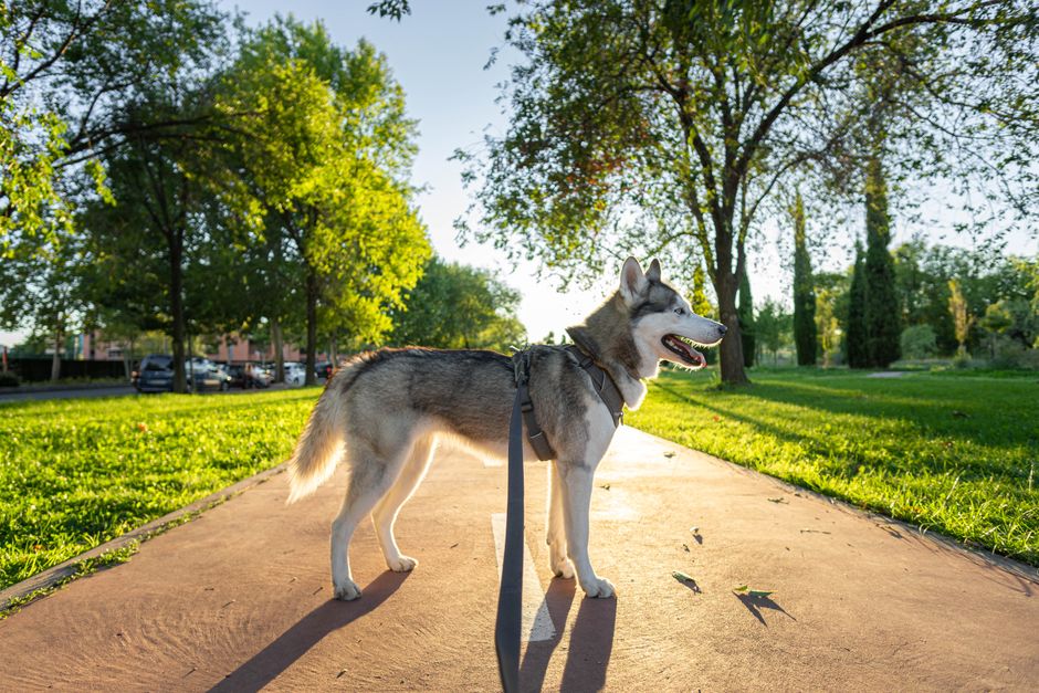 Understanding Why Huskies Pull on the Leash