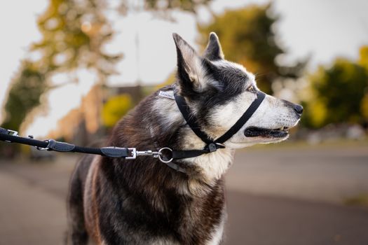 Best Harness for Husky Training: Top Picks & Tips
