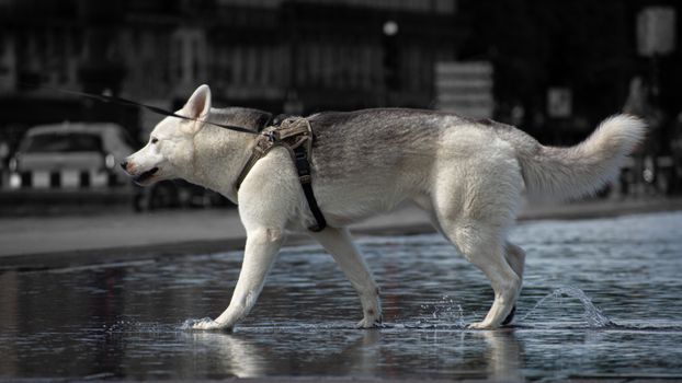 Best Leash for Husky Training: Expert Guide
