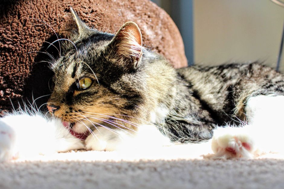 Common Causes of Excessive Paw Licking in Huskies