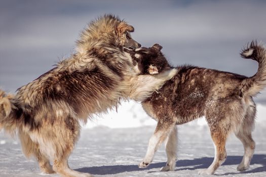 Husky Hyper Behavior: Causes & Solutions for Calm