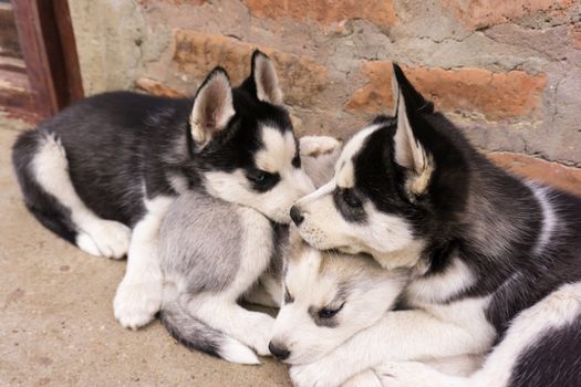 Husky Puppy Biting: Causes & Solutions