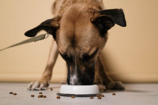 Best Low Calorie Food for Huskies: Top Picks & Feeding Guide