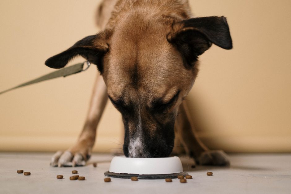 Top 5 Best Low-Calorie Dog Foods for Huskies