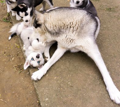 Best Puppy Pads for Huskies: Top Picks & Training Tips