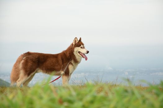 Best Obedience Course for Huskies - Complete Guide