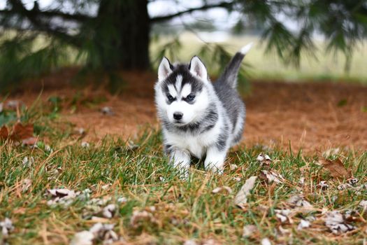 Husky Puppy Walking Schedule: A Complete Guide