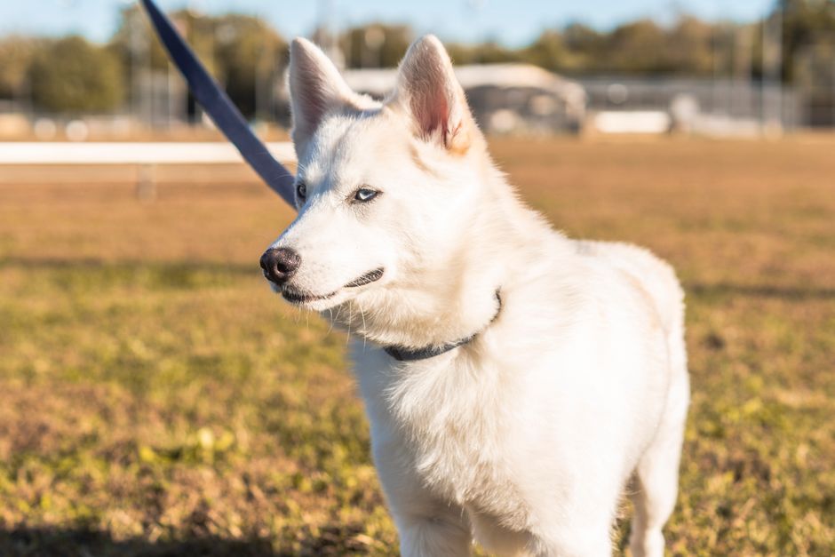 How Long Should You Walk a Husky Puppy?