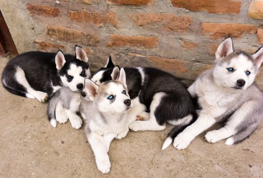 Husky Puppy First Vet Visit: Complete Guide (2025)