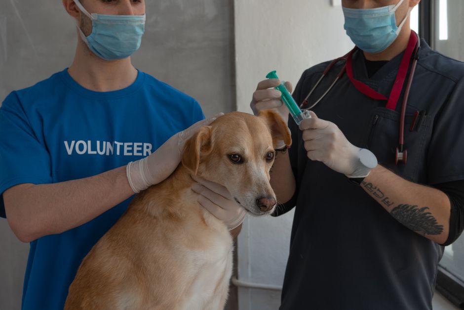 Why Vaccinations Are Crucial for Your Husky