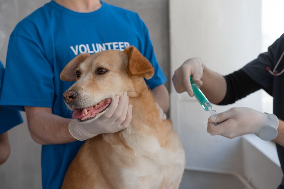 Types of Rabies Vaccines for Dogs
