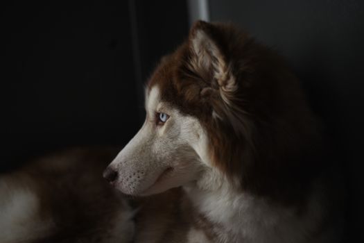 Husky Separation Anxiety Training: A Complete Guide
