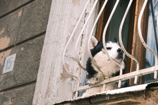 Husky Scared of Loud Noises: Complete Guide to Help