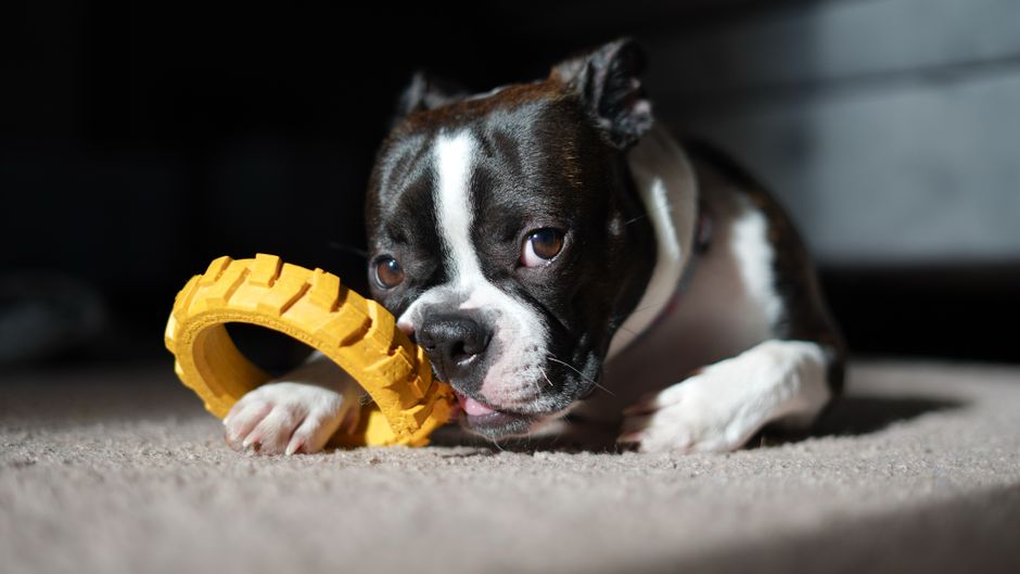 Understanding Why Huskies Chew