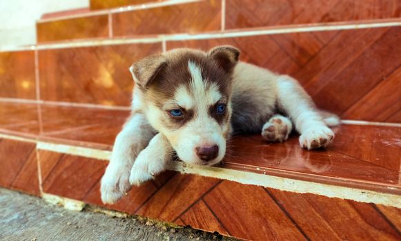Can Huskies Eat Garlic? Risks, Symptoms & Safe Alternatives
