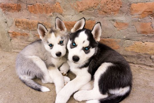 Ultimate Husky Puppy Crate Schedule Guide