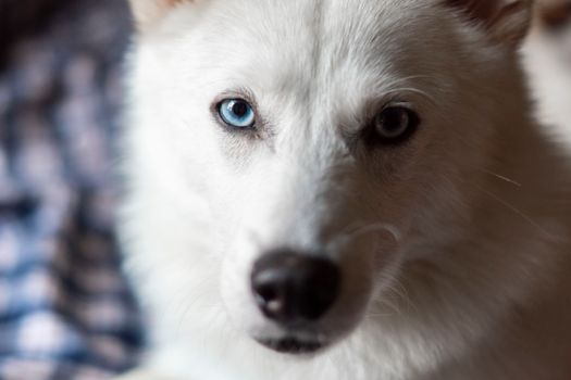 Husky Attention Seeking Behavior: Causes & Solutions