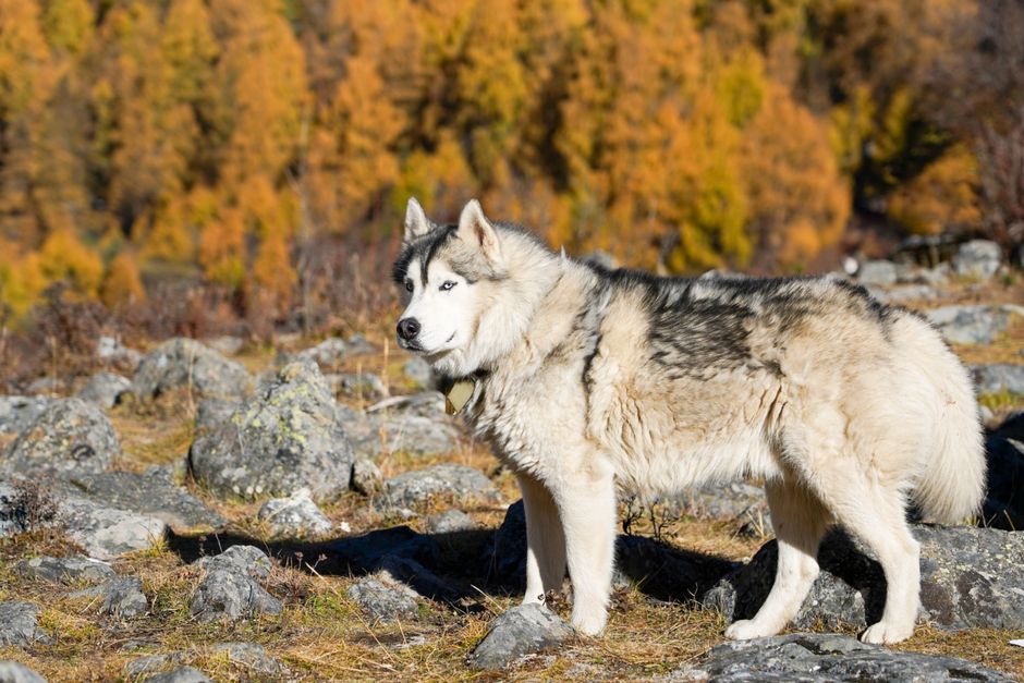 Common Signs of Stubborn Behavior in Huskies