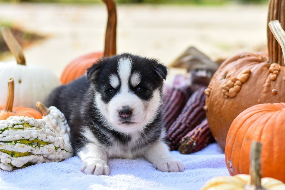 Is Pumpkin Safe for Huskies?