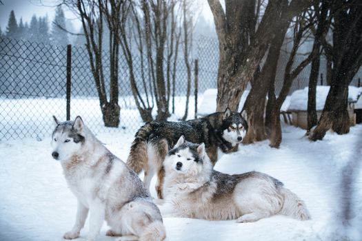 Husky Shedding Season Guide: Tips to Manage Fur