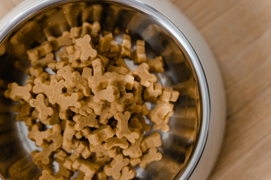 Why Healthy Snacks Matter for Husky Puppies
