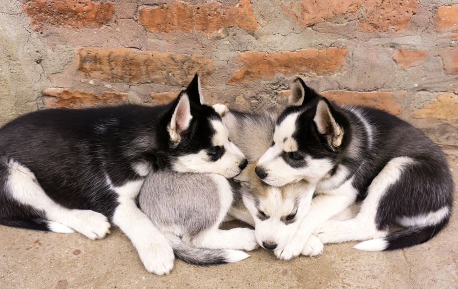 Health Considerations for Senior Huskies