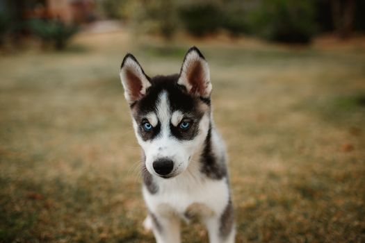 Husky Training Without Punishment: Positive Methods That Work