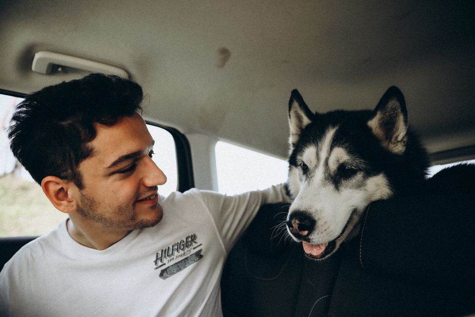 Why Your Husky Needs Car Ride Training