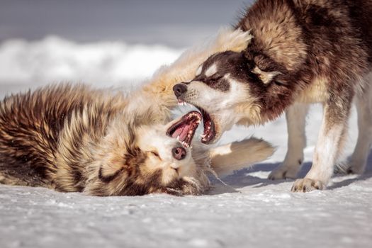 Husky Food Aggression: Causes, Signs, and Training Solutions