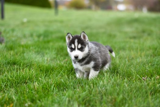 Husky Puppy Screaming: Causes & Training Tips