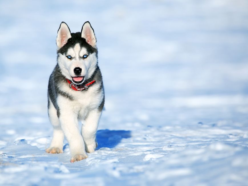 Understanding the Siberian Husky’s Natural Endurance