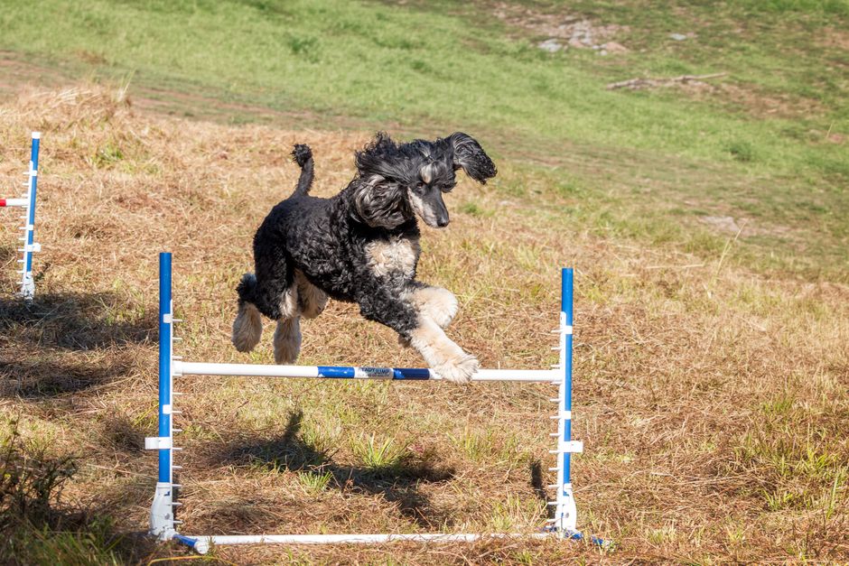 Why Agility Training Benefits Your Husky