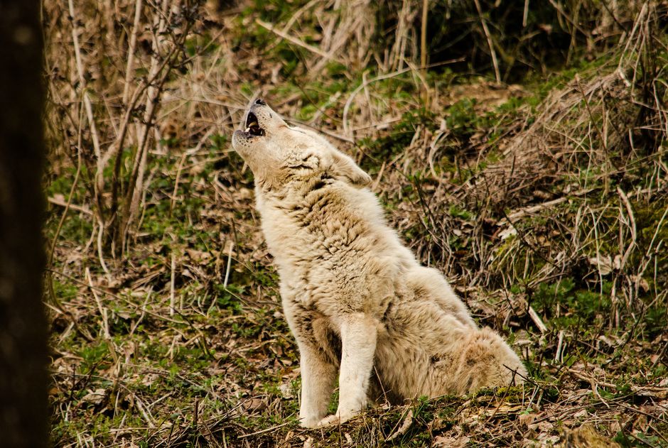 Is Howling a Sign of Separation Anxiety?