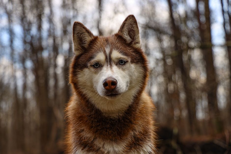 Introduction to Dangerous Foods for Huskies