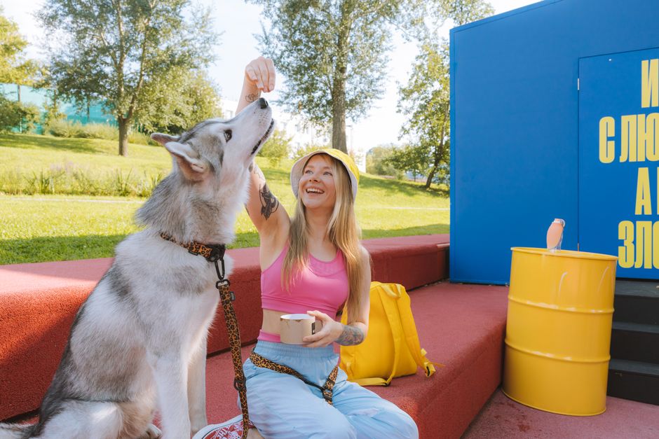 Top Benefits of Probiotics for Siberian Huskies