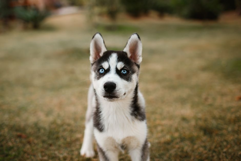 Signs Your Husky Might Need Probiotics