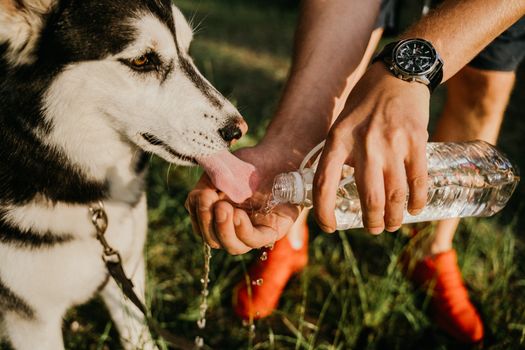 Husky Hydration Tips: Keep Your Siberian Husky Well-Hydrated