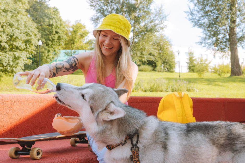Signs of Dehydration in Huskies