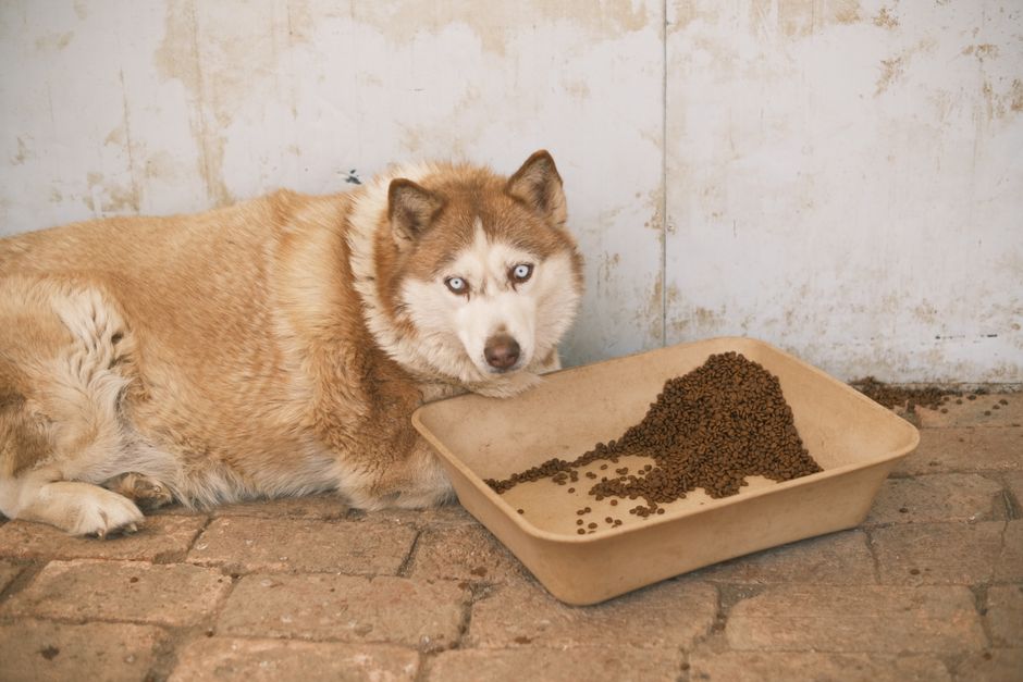 Why Choosing the Right Food Bowl Matters for Your Husky